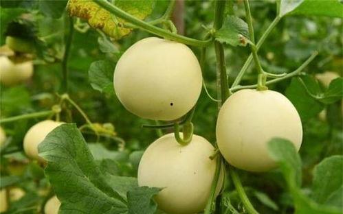 吃的甜瓜麻瓜,探寻夏日清凉美食的甜蜜奥秘