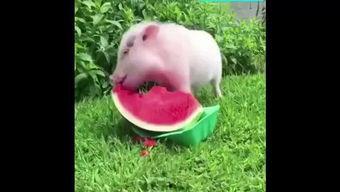 吃瓜猪猪特效