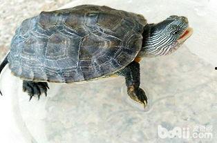 花龟吃吊瓜,探寻吊瓜的独特魅力