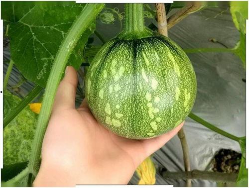 小锦儿吃瓜,揭秘娱乐圈那些不为人知的幕后故事