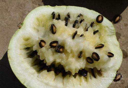 吃籽瓜的好处,四大益处揭秘