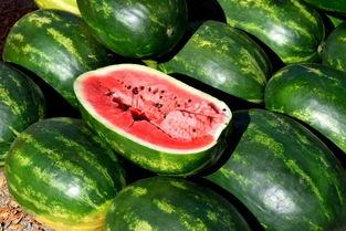 有人吃瓜有人吃菜,生活百态的饮食写照