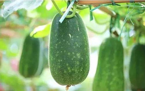 从吃瓜到吃瓜的过程