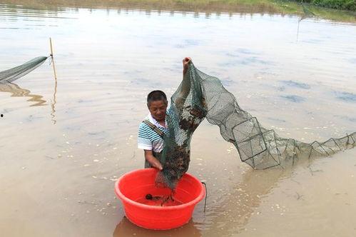 划水摸鱼吃瓜图片,划水摸鱼，吃瓜看戏，悠然自得的生活瞬间