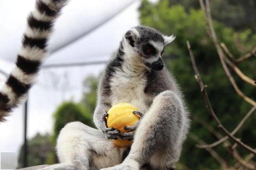 什么动物吃魔鬼瓜