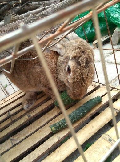 兔子吃生瓜,探索植物性营养新天地