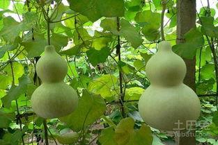 葫芦瓜应该怎样吃,解锁健康美味新体验