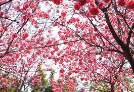 樱花汇吃瓜群,揭秘网络社交圈的趣味与争议