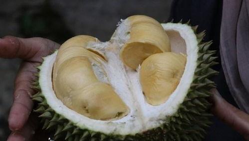 吃榴莲吃哈密瓜,热带与沙漠的味蕾邂逅